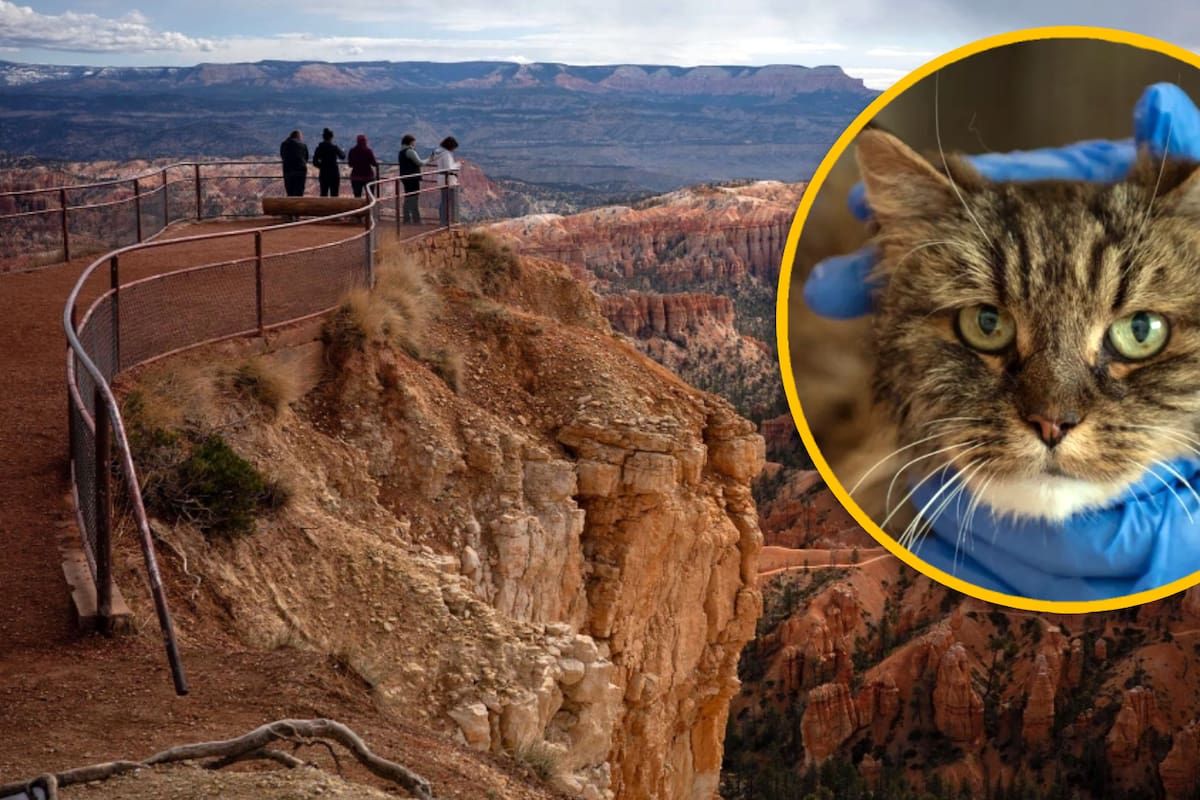 Gata sobrevive a caída de casi 120 metros que mató a sus dos dueños en parque nacional de Utah