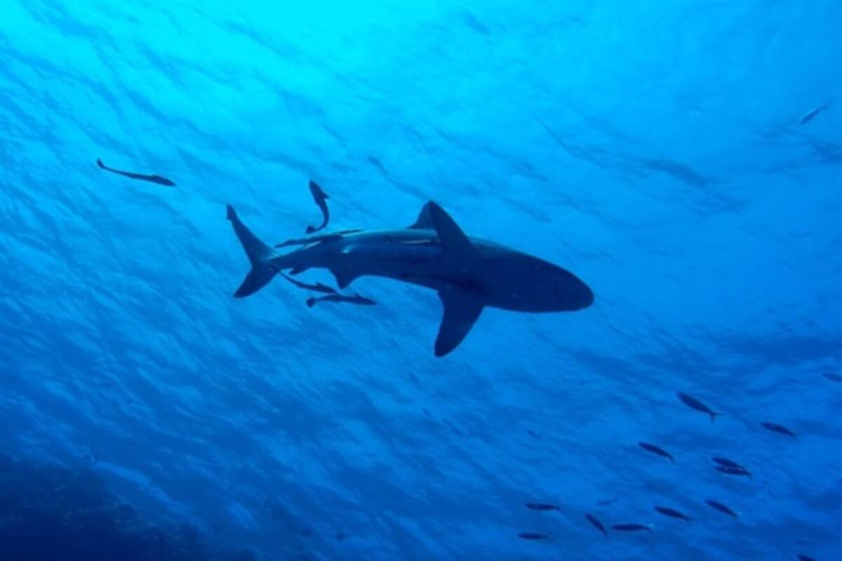 Hallan tres tiburones de aguas profundas que brillan en la oscuridad