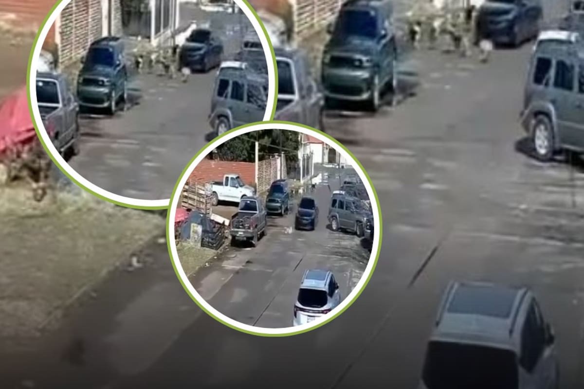 Atropella a varios perros en Cananea: Buscan a conductor tras haberse difundido el video; Así van las investigaciones