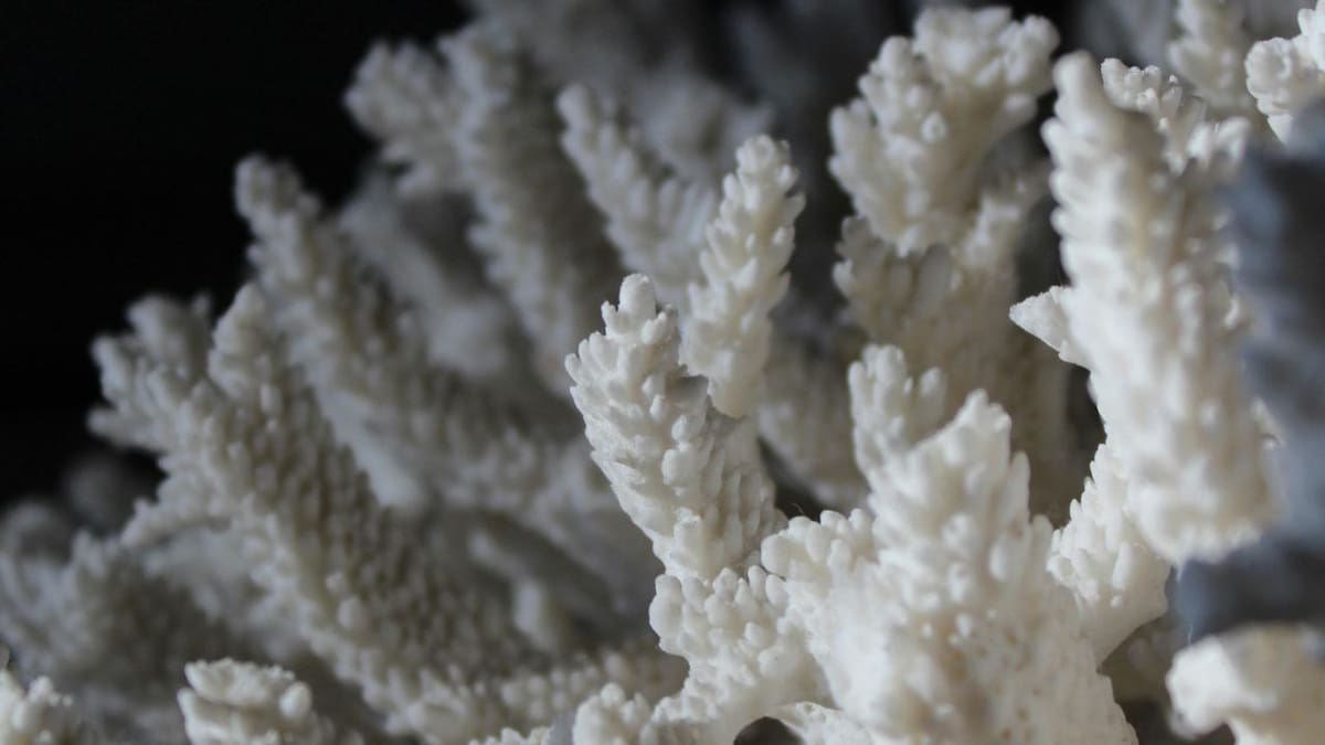 El 96% de los arrecifes de coral del mundo enfrenta un riesgo crítico de colapso para 2075 por el cambio climático, el calentamiento de los océanos y la sobrepesca, advierte la UICN, aunque todavía hay tiempo para proteger estos ecosistemas