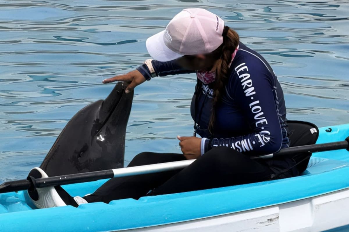 Tras las inspecciones de 2025 que derivaron en la clausura total temporal de Dolphin Connection Cancún, la Profepa mantiene asegurados a nueve delfines y ahora evalúa con especialistas si seis ejemplares pueden ser reubicados