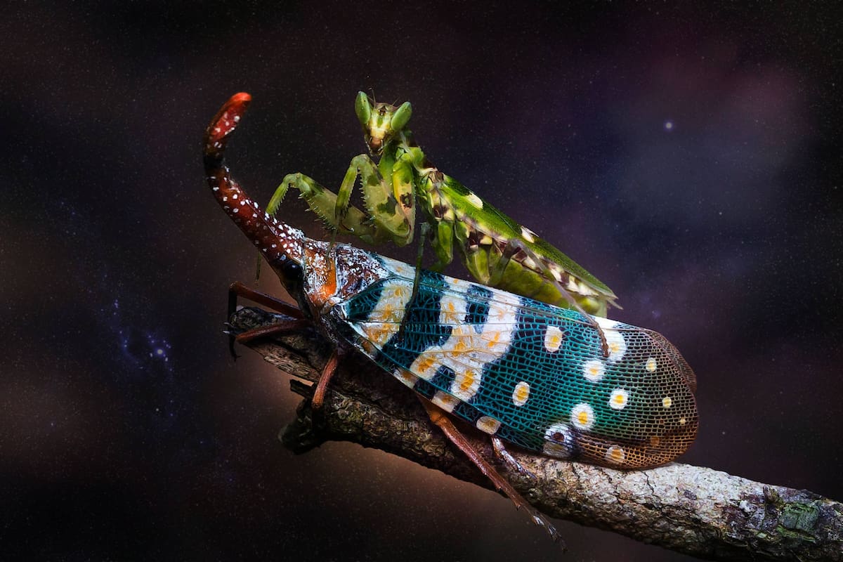 ¿Sabías que hay más especies de insectos que estrellas en la Vía Láctea?