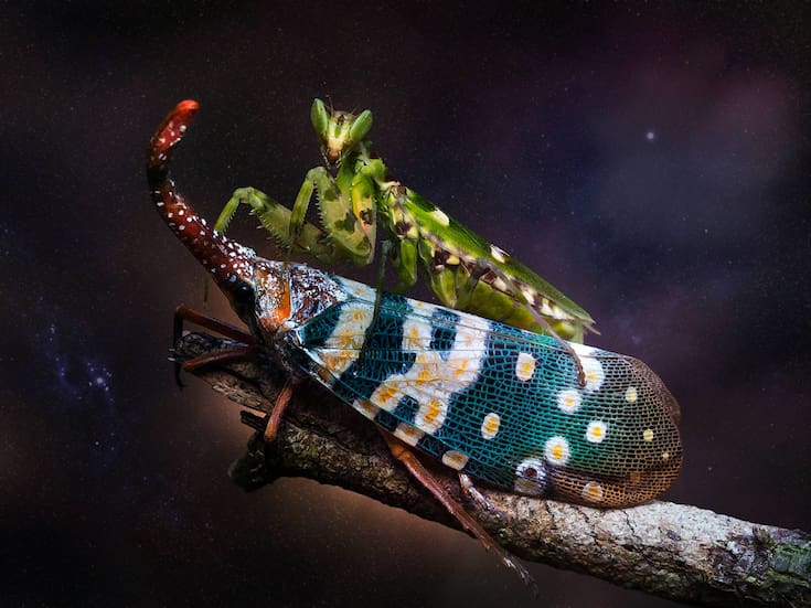 ¿Sabías que hay más especies de insectos que estrellas en la Vía Láctea?