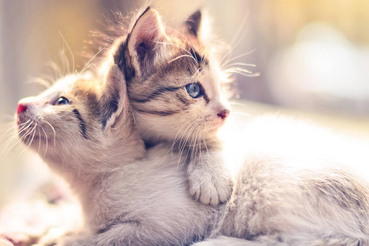 ¿Cómo criar correctamente a tu gatito?