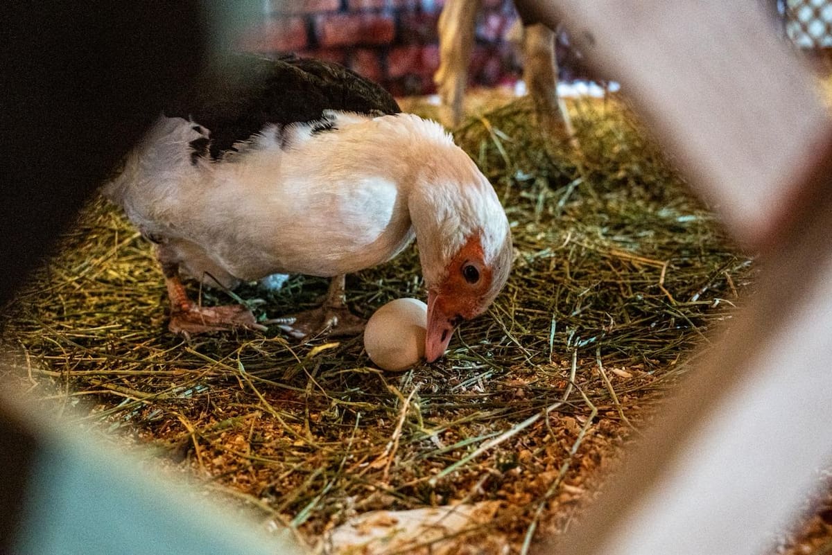 Gallinas, patos, chivos y cabras forman parte del nacimiento instalado en la Catedral de Nuestra Señora de Guadalupe, ofreciendo una experiencia distinta durante la temporada navideña. Foto: Border Zoom