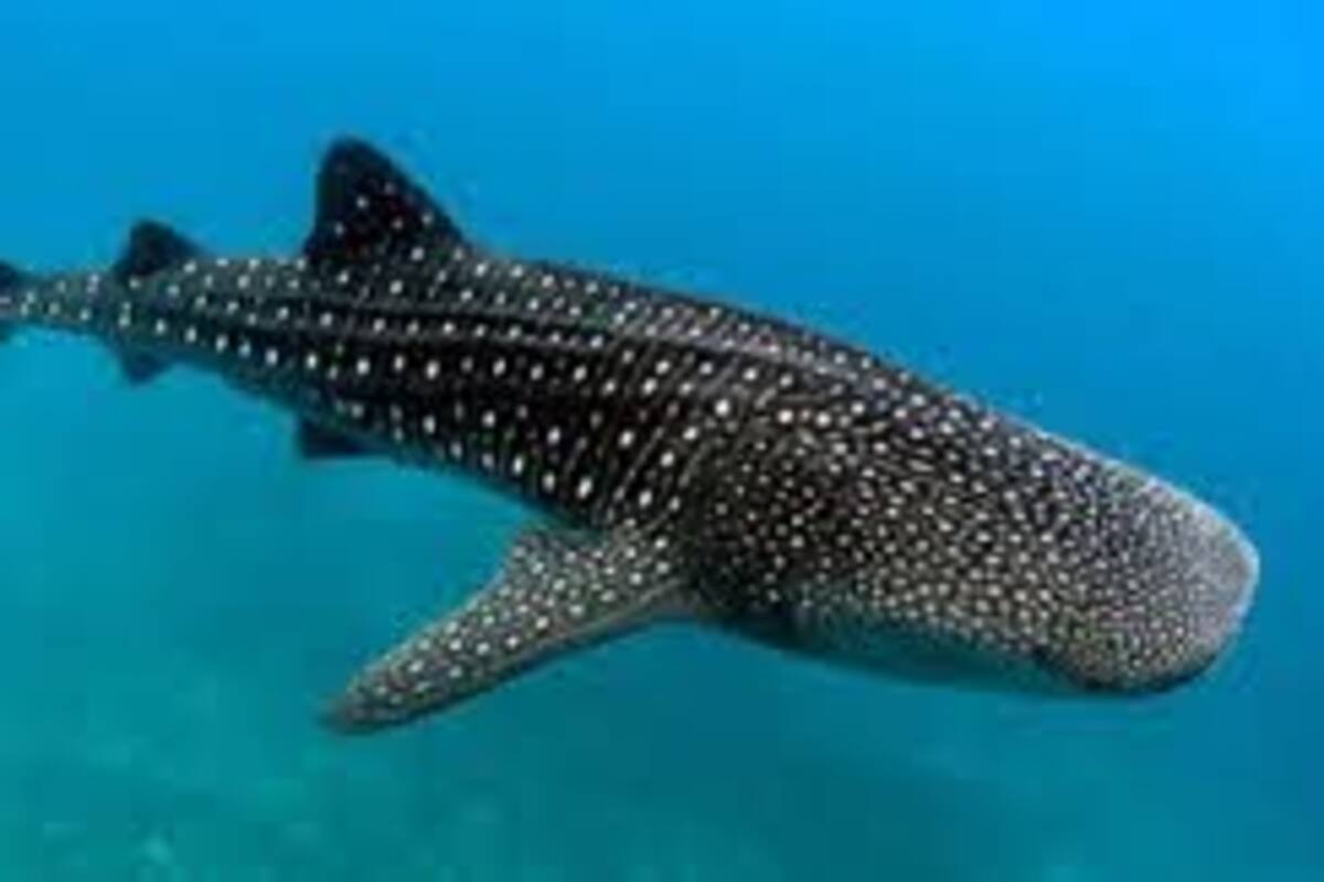 Captan el encuentro con un imponente tiburón ballena