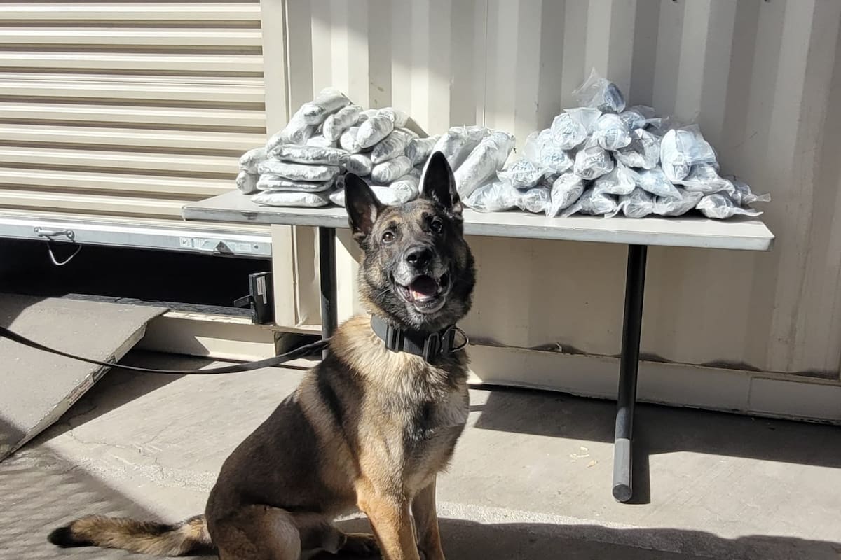 Revela CBP Total de decomisos durante enero de 2026 en garitas de Nogales