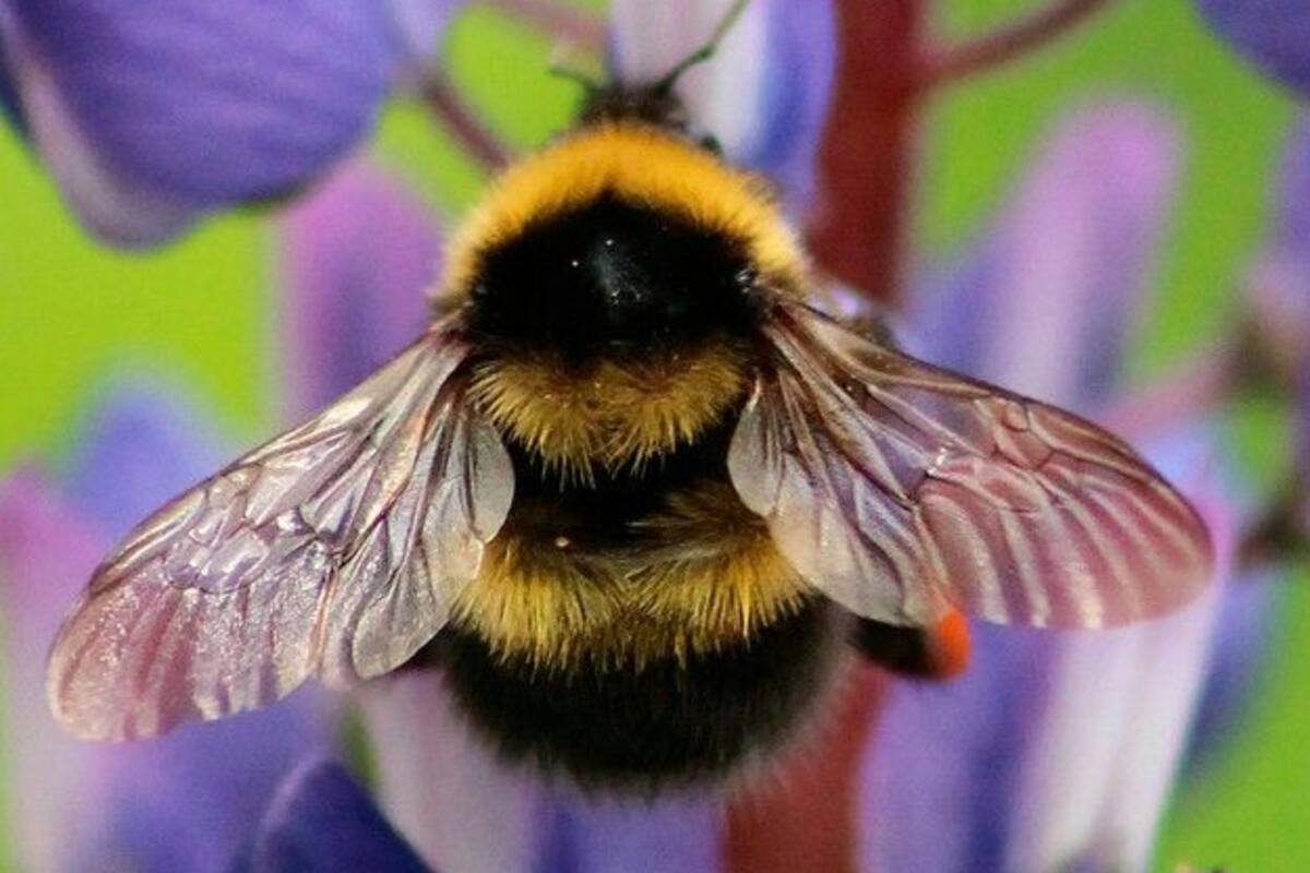 ¿Cómo podemos proteger a las abejas y evitar su desaparición?
