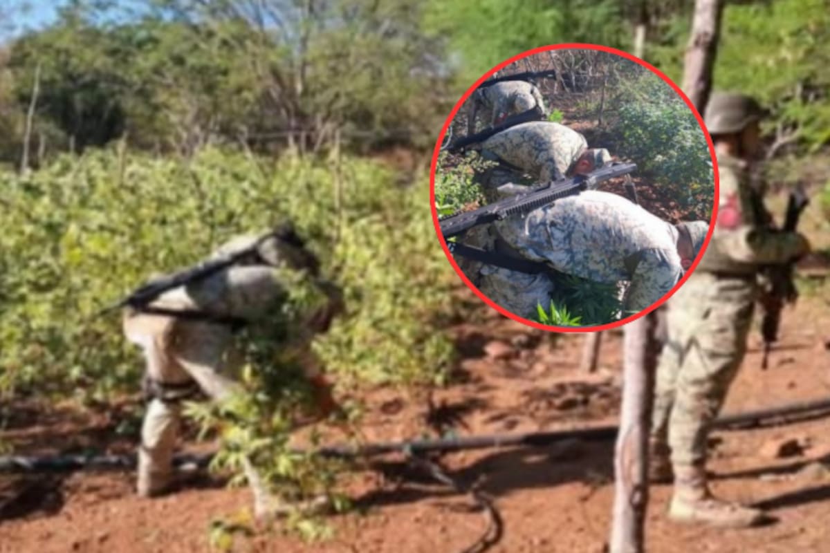 En Culiacán, fuerzas federales arrasan dos gigantescos plantíos de marihuana ocultos en Los Ayales: Ejército, Guardia Nacional y Marina ejecutan operativo conjunto que culmina con la destrucción de sembradíos de más de 1000 metros de extensión