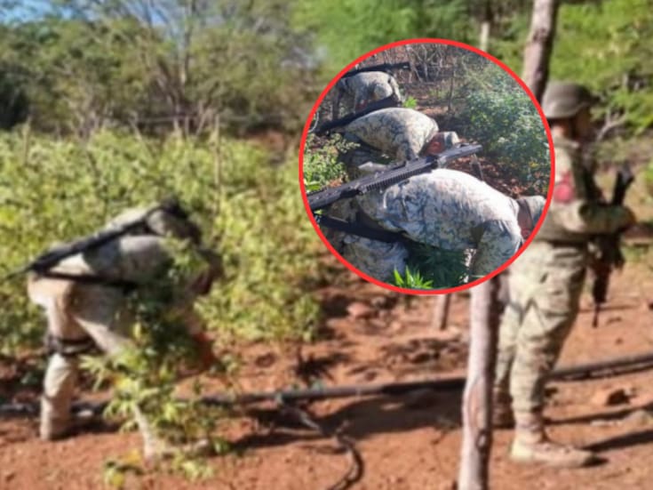 En Culiacán, fuerzas federales arrasan dos gigantescos plantíos de marihuana ocultos en Los Ayales: Ejército, Guardia Nacional y Marina ejecutan operativo conjunto que culmina con la destrucción de sembradíos de más de 1000 metros de extensión