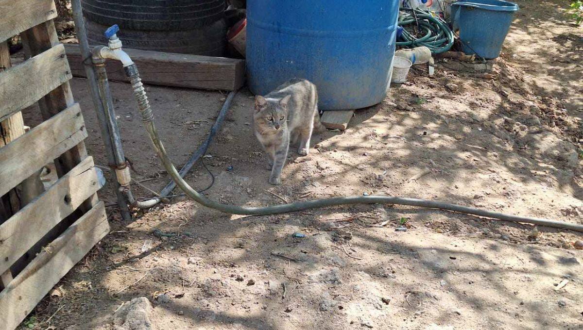 Vecinos temen por la salud debido a plaga de garrapatas y arañas peligrosas