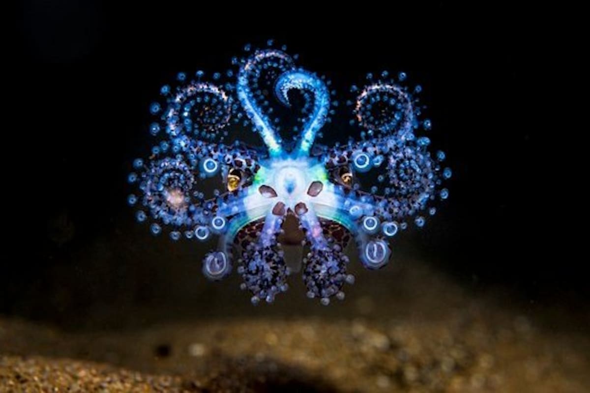 Las impresionantes imágenes del concurso de fotografía oceánica