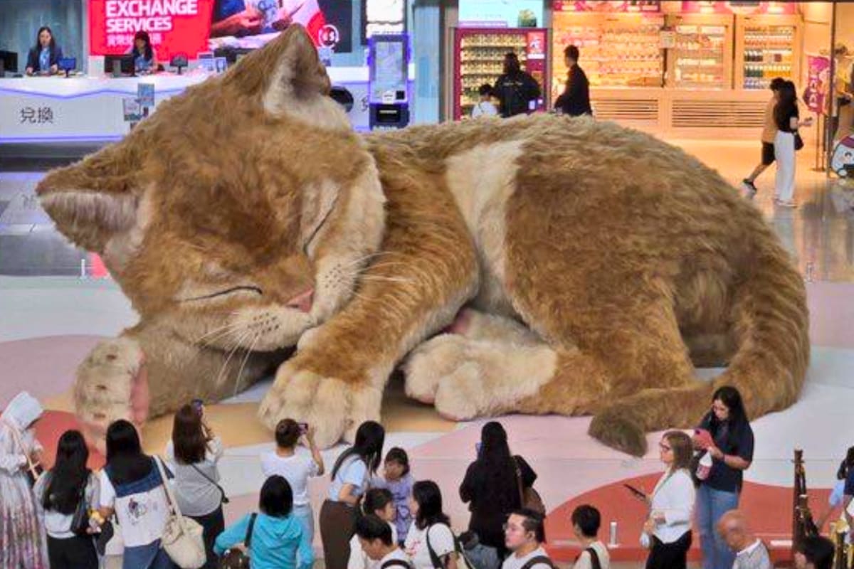 Gato gigante conquista Aeropuerto Internacional de Hong Kong con su ronroneo y adorable aspecto: todo lo que sabemos del michi (VIDEO)