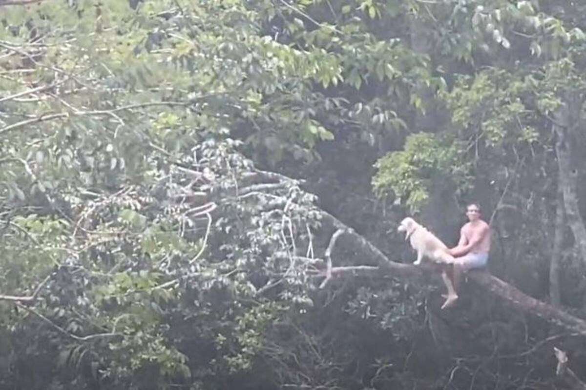 Captan a un perro y su dueño darse clavados desde un árbol
