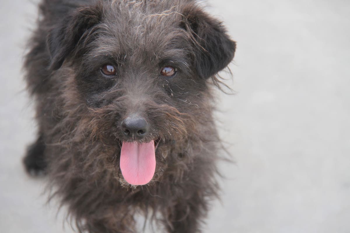 Aumentan en enero perros en situación de calle: Patitas firmes