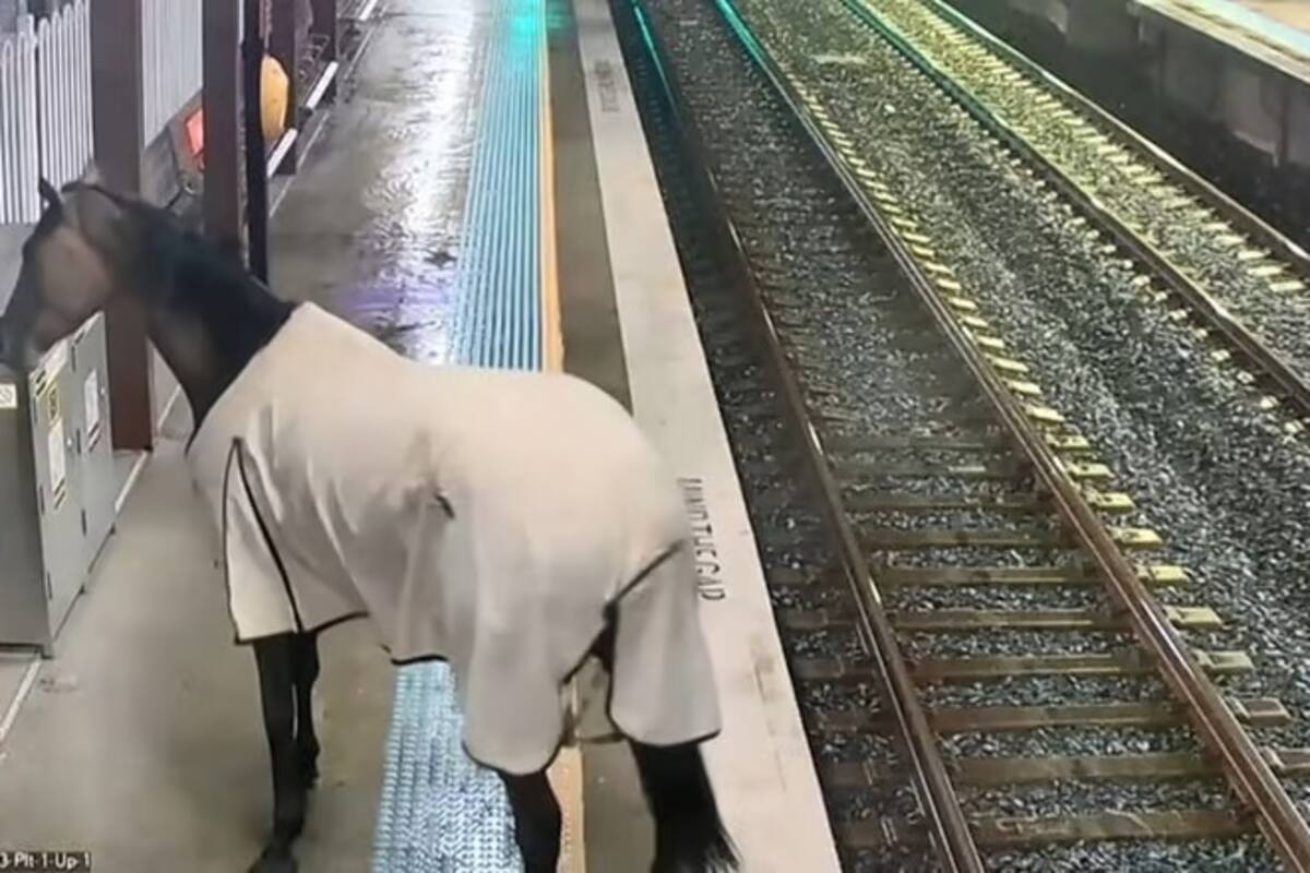 Caballo se cuela a estación de tren en Australia