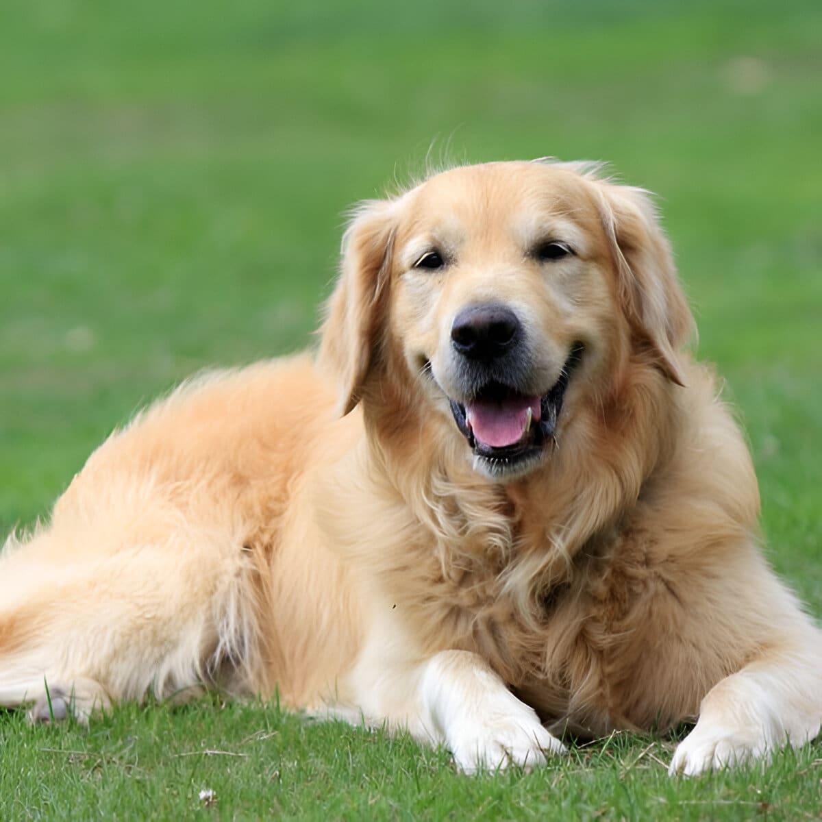 Los científicos hallaron genes compartidos entre perros y humanos relacionados con aprendizaje y emociones.