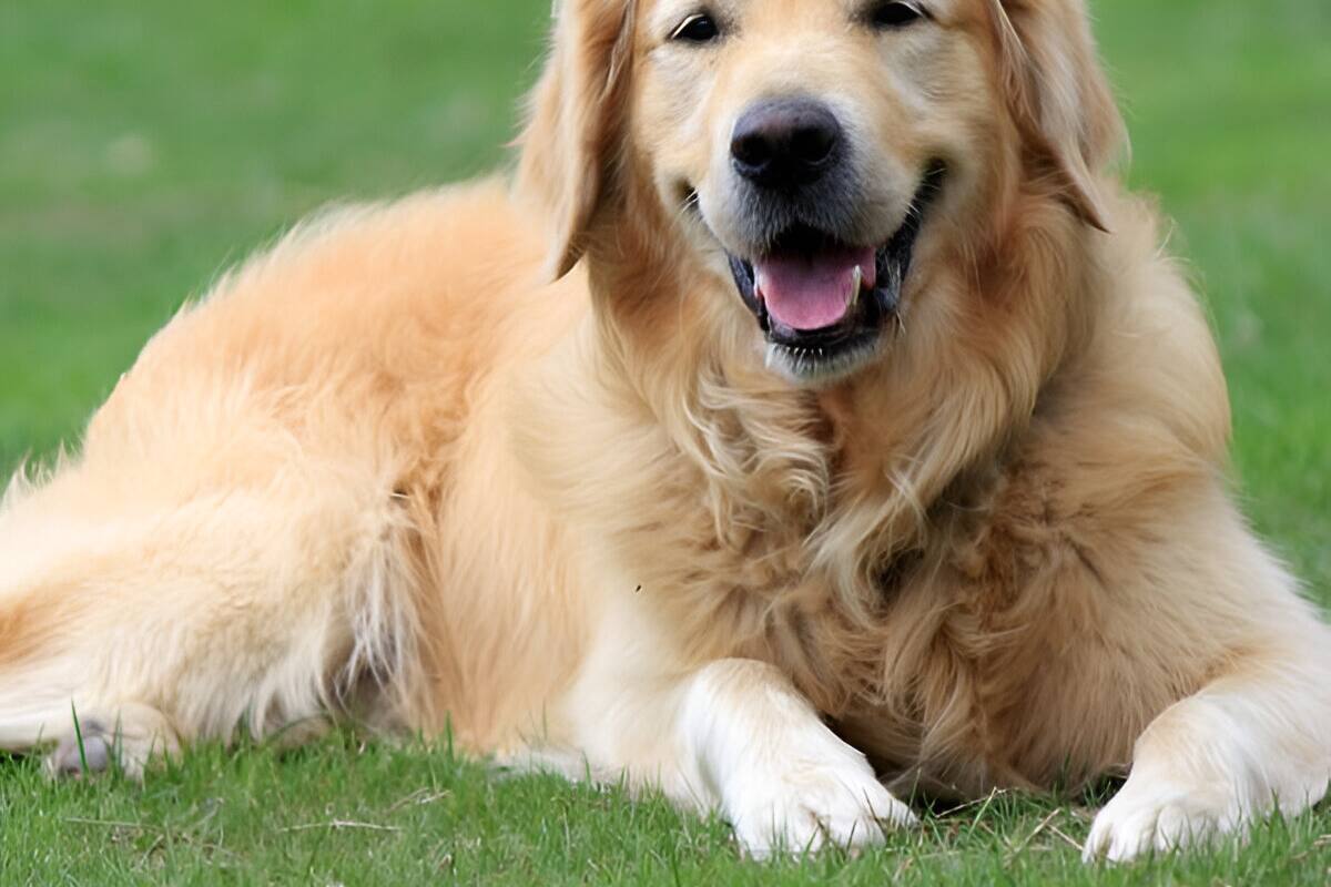 Mujer argentina pide a carnicero que desuelle a su perro golden retriever