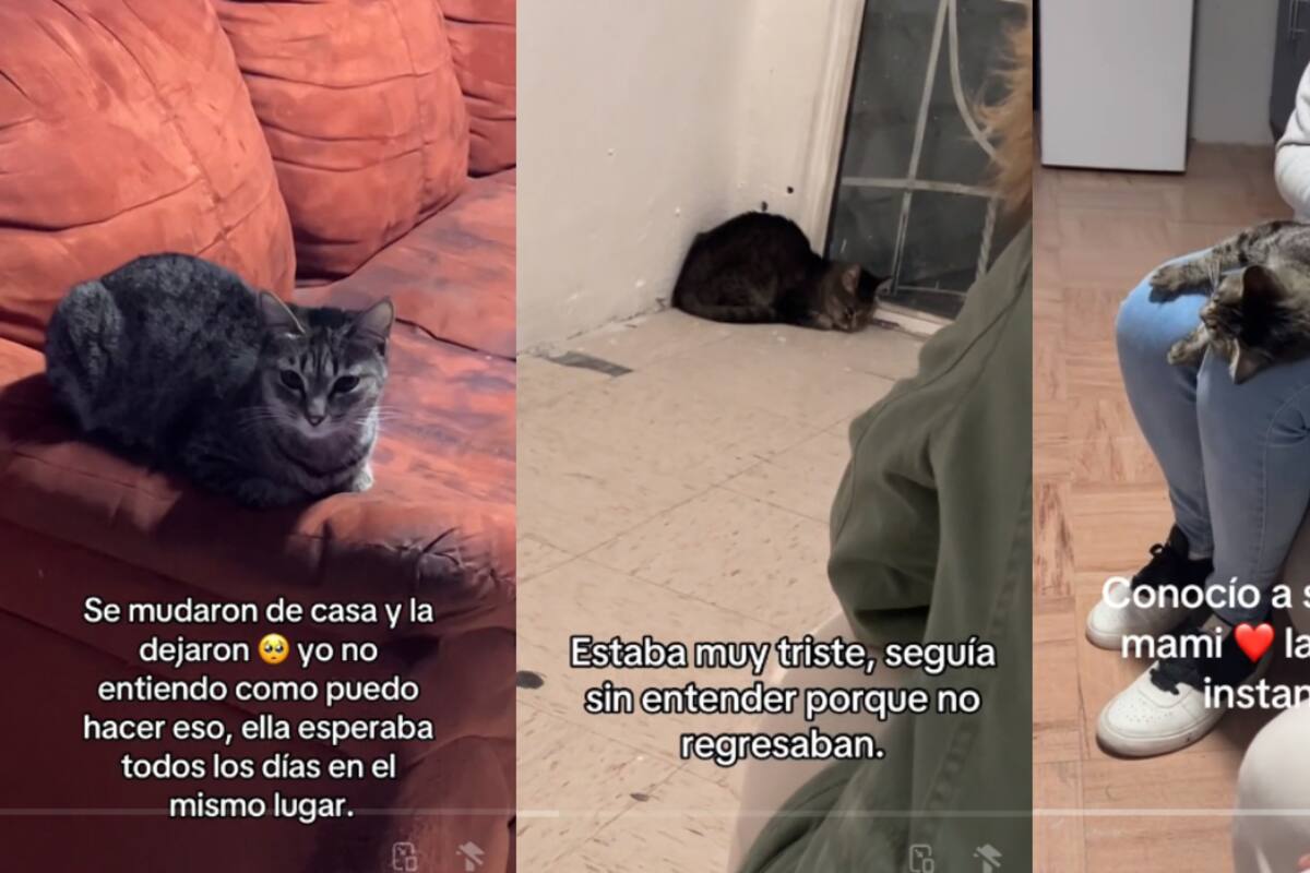 VIDEO | Familia se muda de casa y abandonan a su gata: ella los seguía esperando en la puerta
