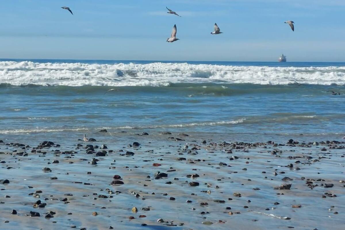 Continuarán monitoreos en la zona baja de playas de Rosarito