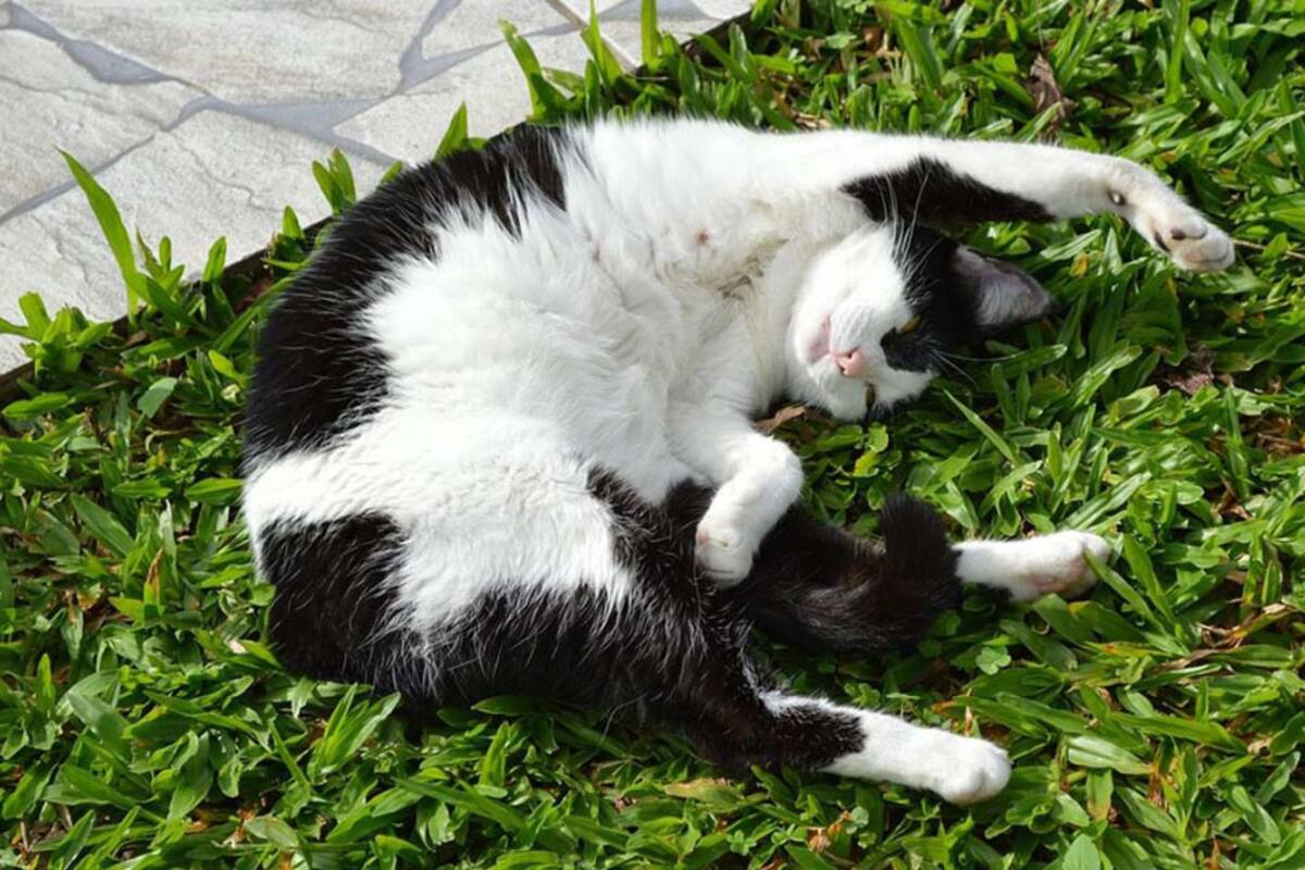 Cómo proteger a tu gato frente a la artrosis