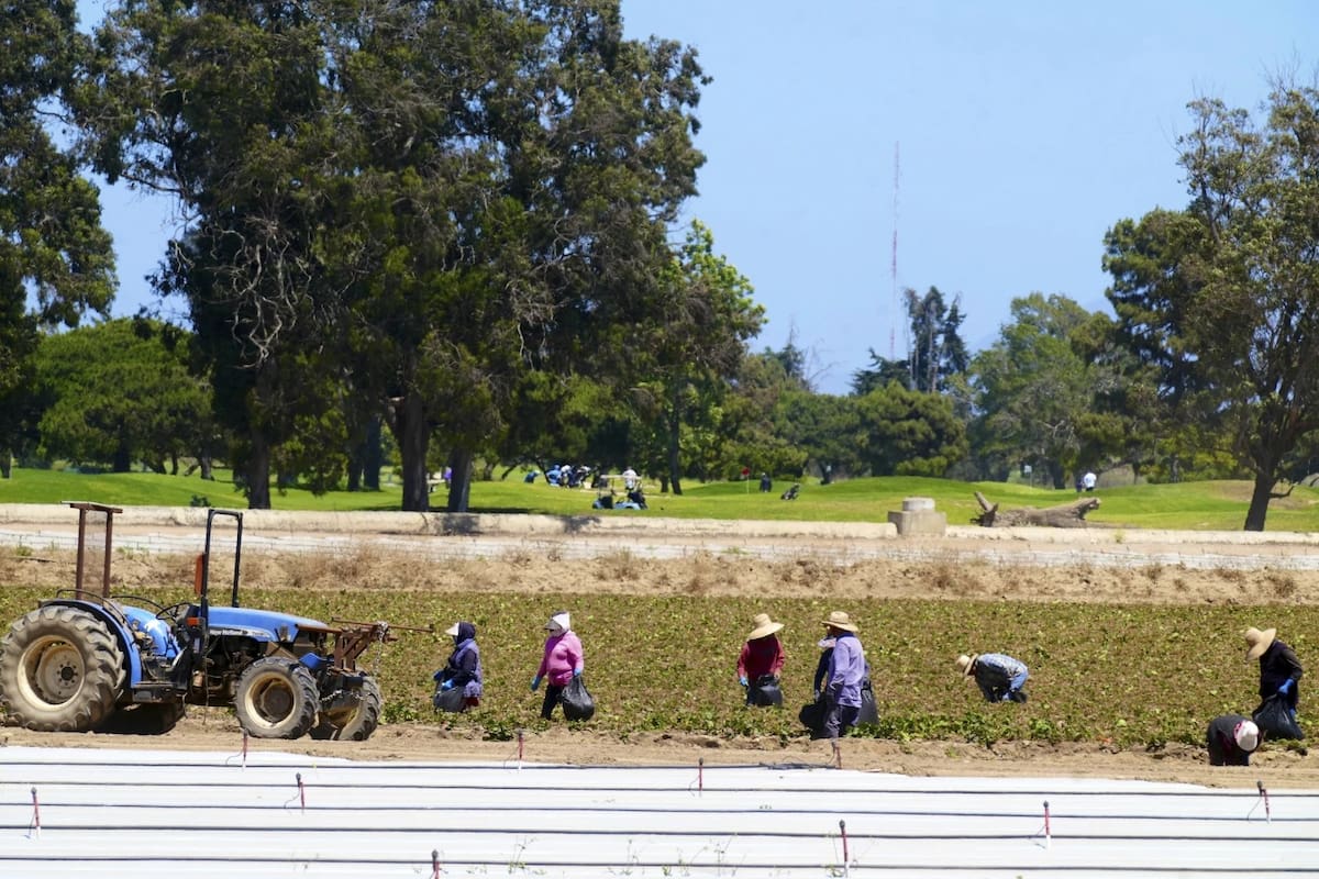 El gobierno de Donald Trump ya no otorgará amnistía a trabajadores ilegales que laboran en los campos de Estados Unidos ante deportaciones masivas. | Crédito: AP