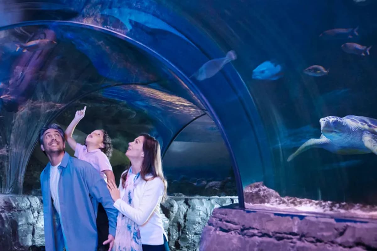 SEA LIFE Arizona Aquarium: el acuario de Tempe donde puedes descubrir el mundo marino de cerca
