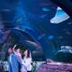 SEA LIFE Arizona Aquarium: el acuario de Tempe donde puedes descubrir el mundo marino de cerca