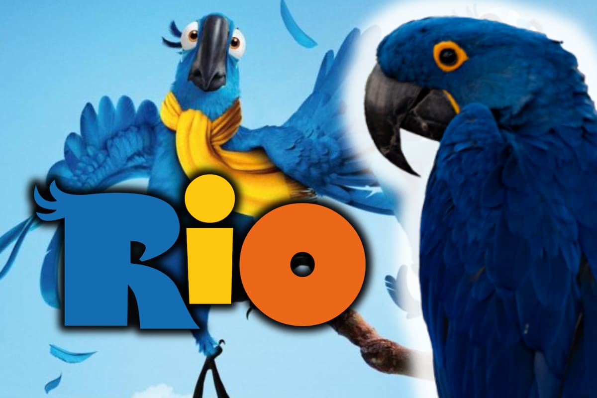 Como en la película Rio: nace en Bélgica un guacamayo azul, especie extinta en estado salvaje
