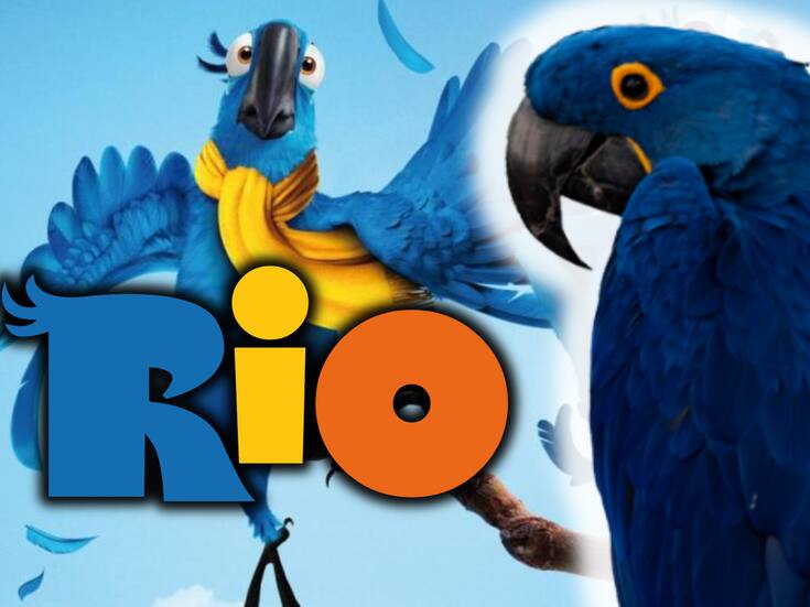 Como en la película Rio: nace en Bélgica un guacamayo azul, especie extinta en estado salvaje
