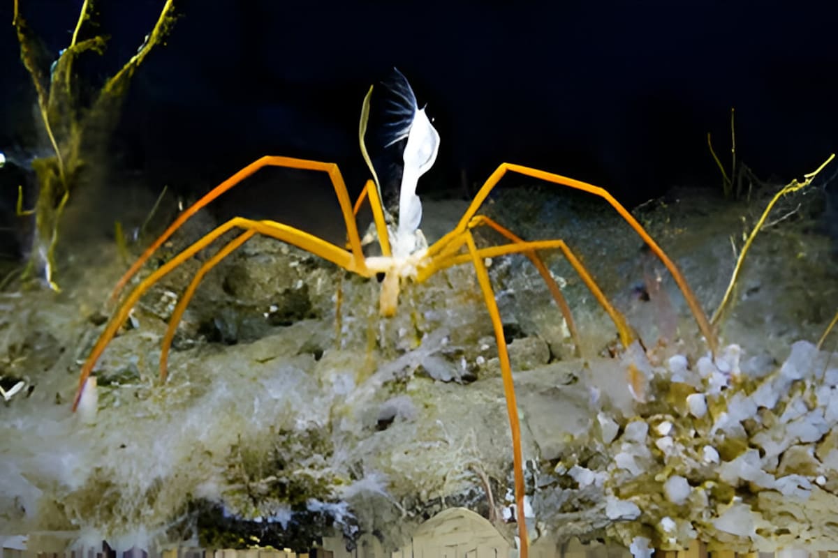 Los increíbles machos de esta Araña de Mar: Padres ejemplares del océano