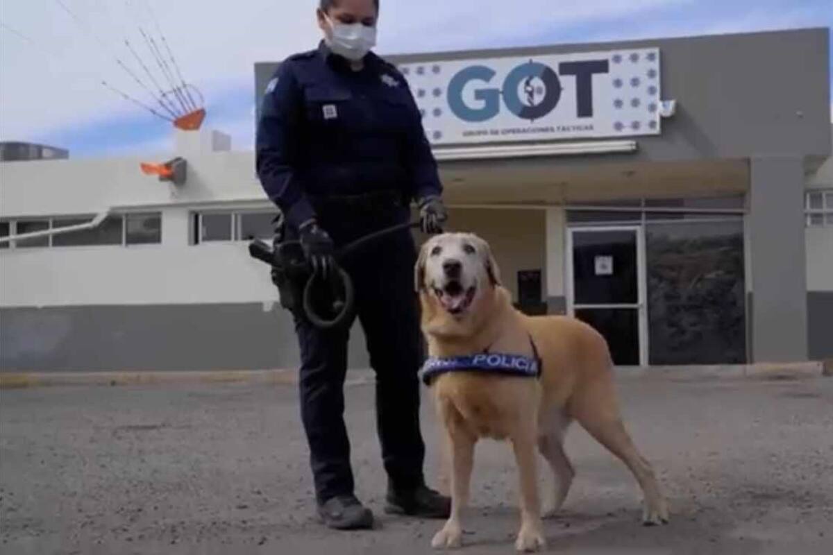 Falleció Bubú: El lomito héroe del K9 de la Policía Municipal de Hermosillo