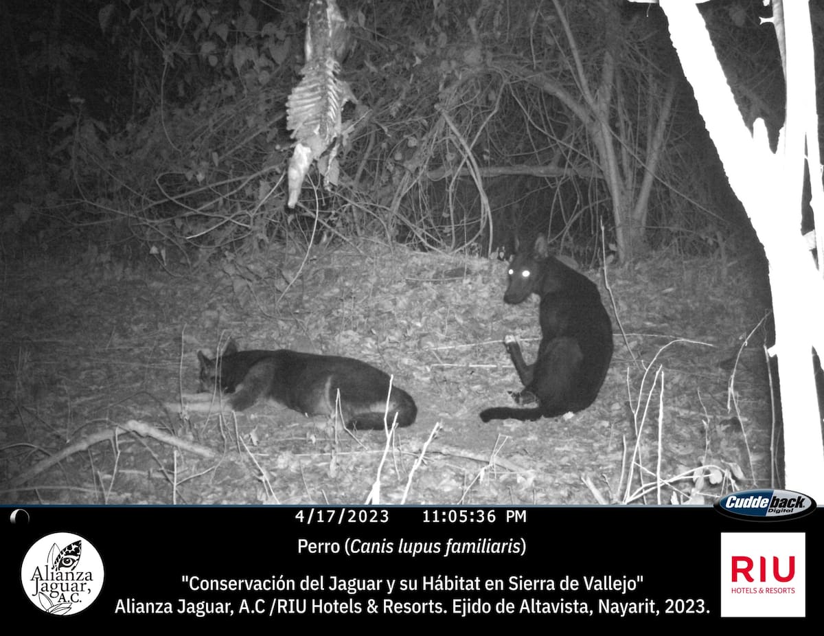 Imagen ilustrativa de una jauría de perros ferales captados en Nayarit. | Foto: Facebook/ Alianza Jaguar AC
