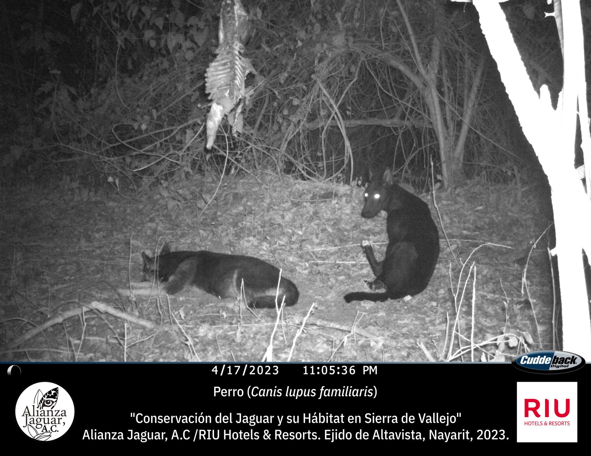 Imagen ilustrativa de una jauría de perros ferales captados en Nayarit. | Foto: Facebook/ Alianza Jaguar AC