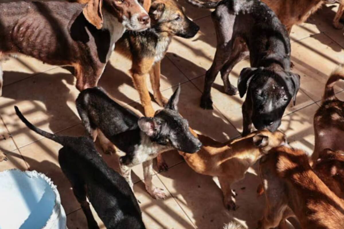 Suma zona costa 405 ataques de perros en 2024