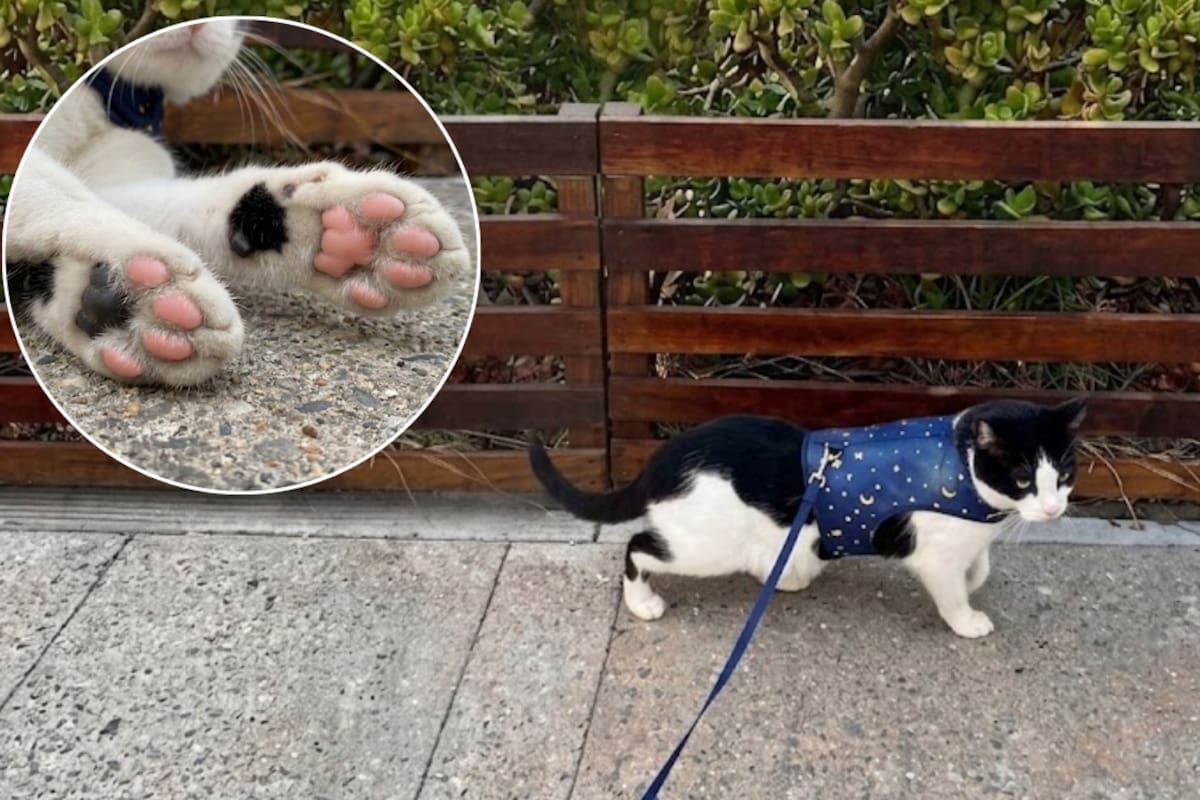El pavimento puede quemar las patas de tu mascota: aprende cuáles son las señales de una quemadura