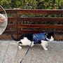 El pavimento puede quemar las patas de tu mascota: aprende cuáles son las señales de una quemadura