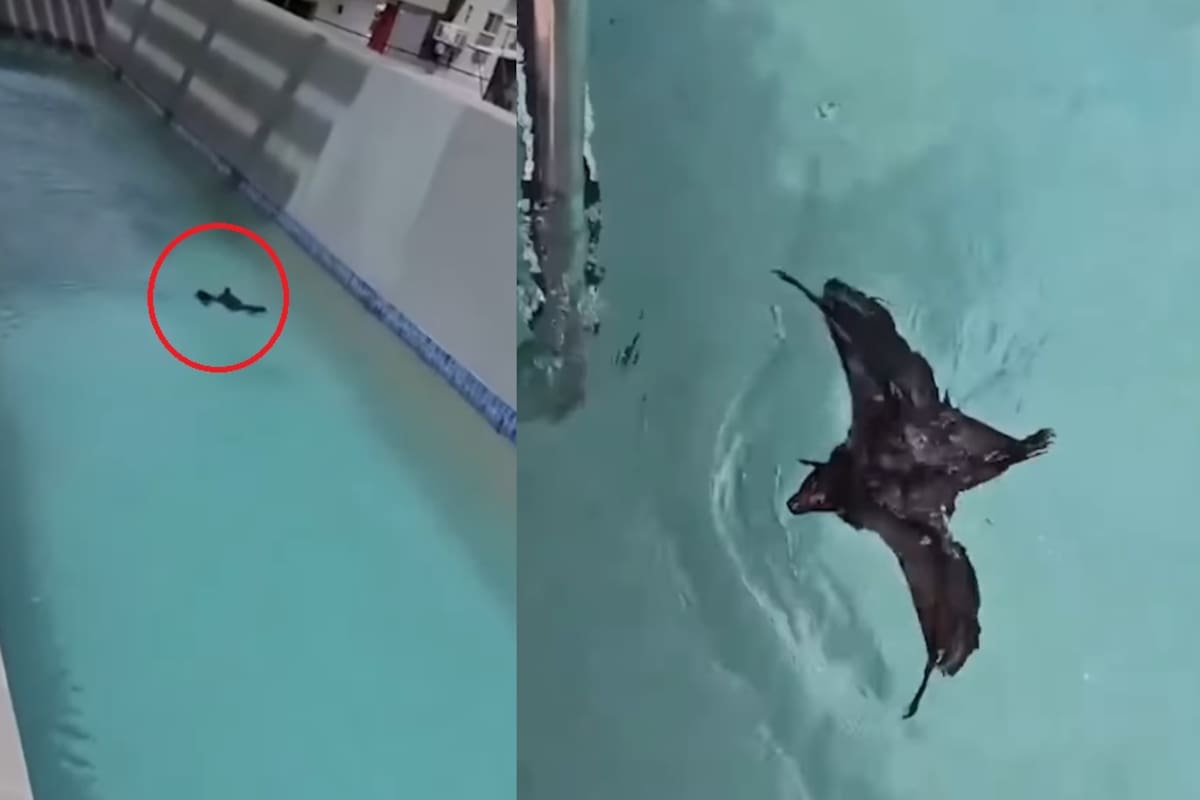 IMPRESIONANTE: Captan a un murciélago nadando en una piscina