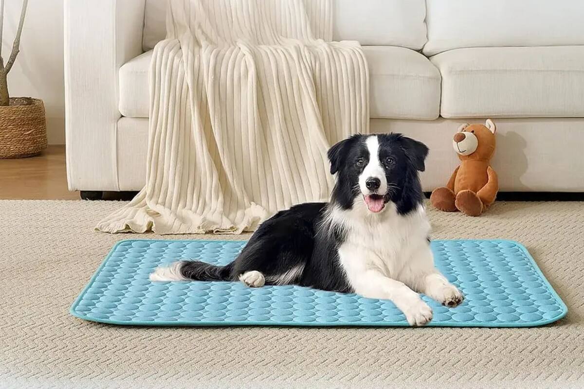 Mercado Libre rebaja 54% el tapete refrescante MUJIA para mascotas, permitiendo ahorrar más de 300 pesos en un accesorio de tecnología textil lavable que elimina riesgos de fugas tóxicas