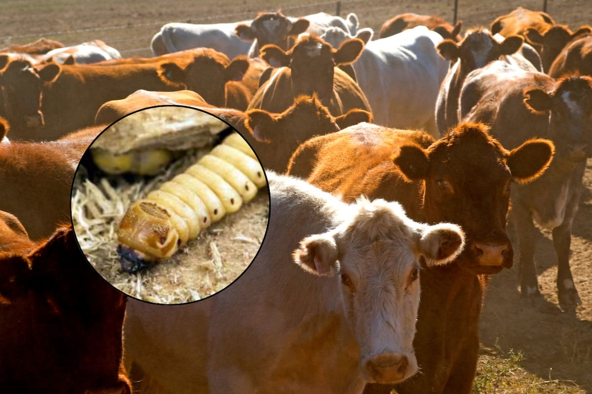 Gusano barrenador: Una plaga que amenaza al Norte del País