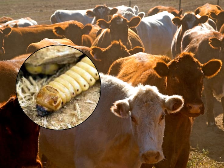 Confirma Senasica correcta aplicación de tratamientos contra gusano barrenador en Nuevo León