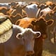 Confirma Senasica correcta aplicación de tratamientos contra gusano barrenador en Nuevo León
