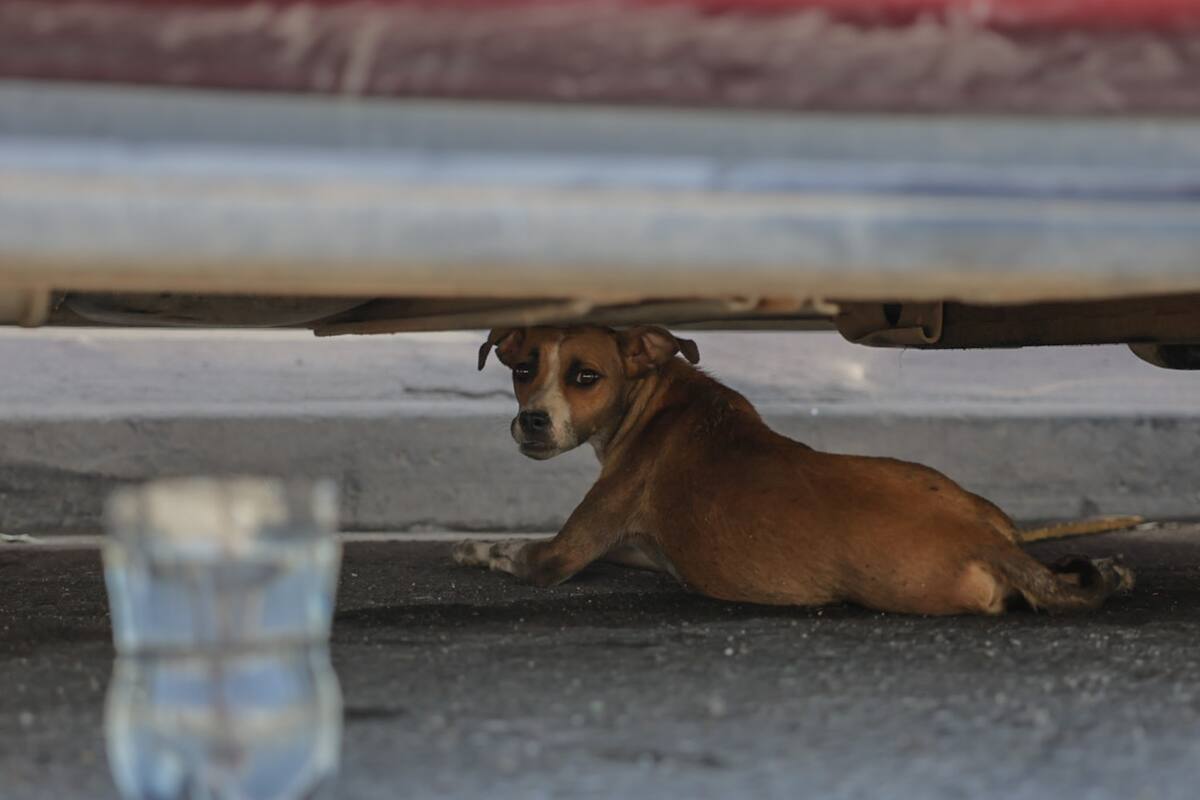 Clima Mexicali: Habrá temperaturas de hasta 47 grados para la próxima semana