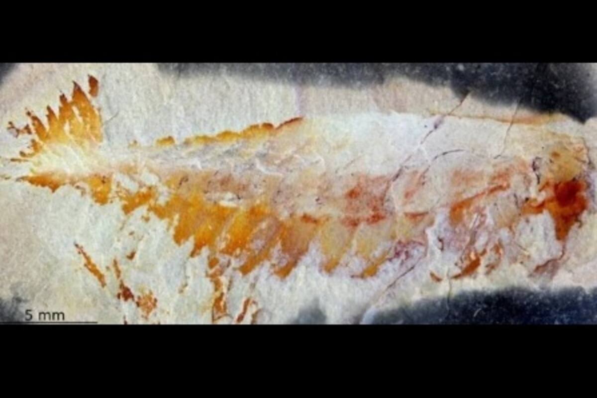 Encuentran raro animal extinto hace 500 millones de años, tiene 5 ojos