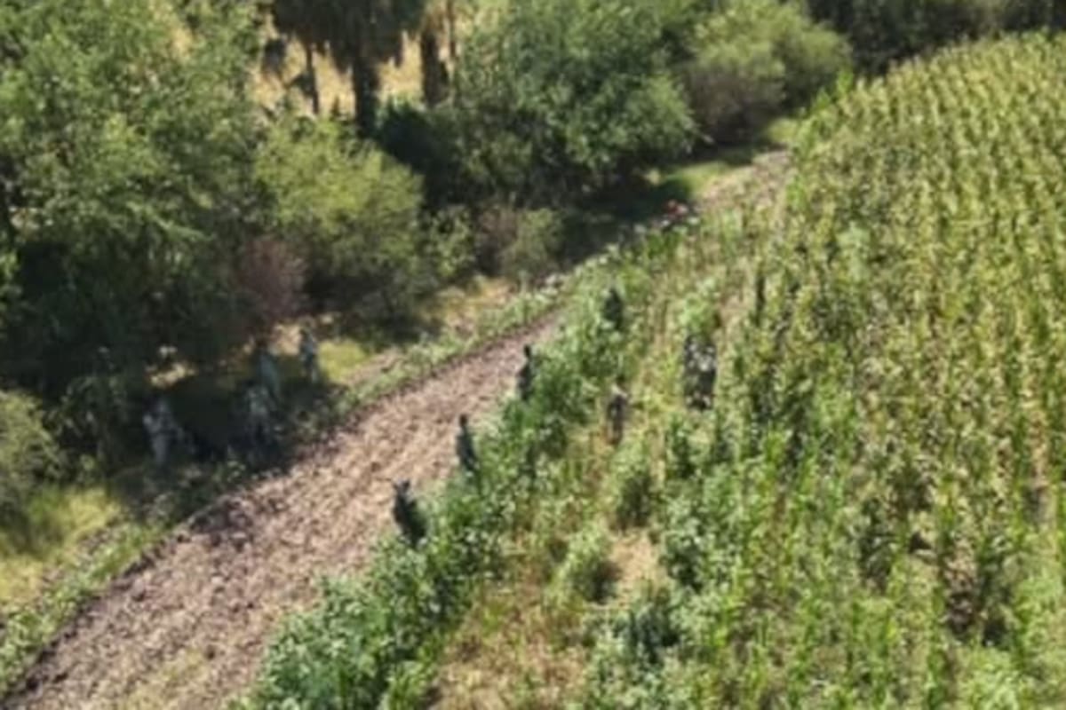 Descubren y destruyen plantío de marihuana de más de 1,600 m² en Culiacán, Sinaloa