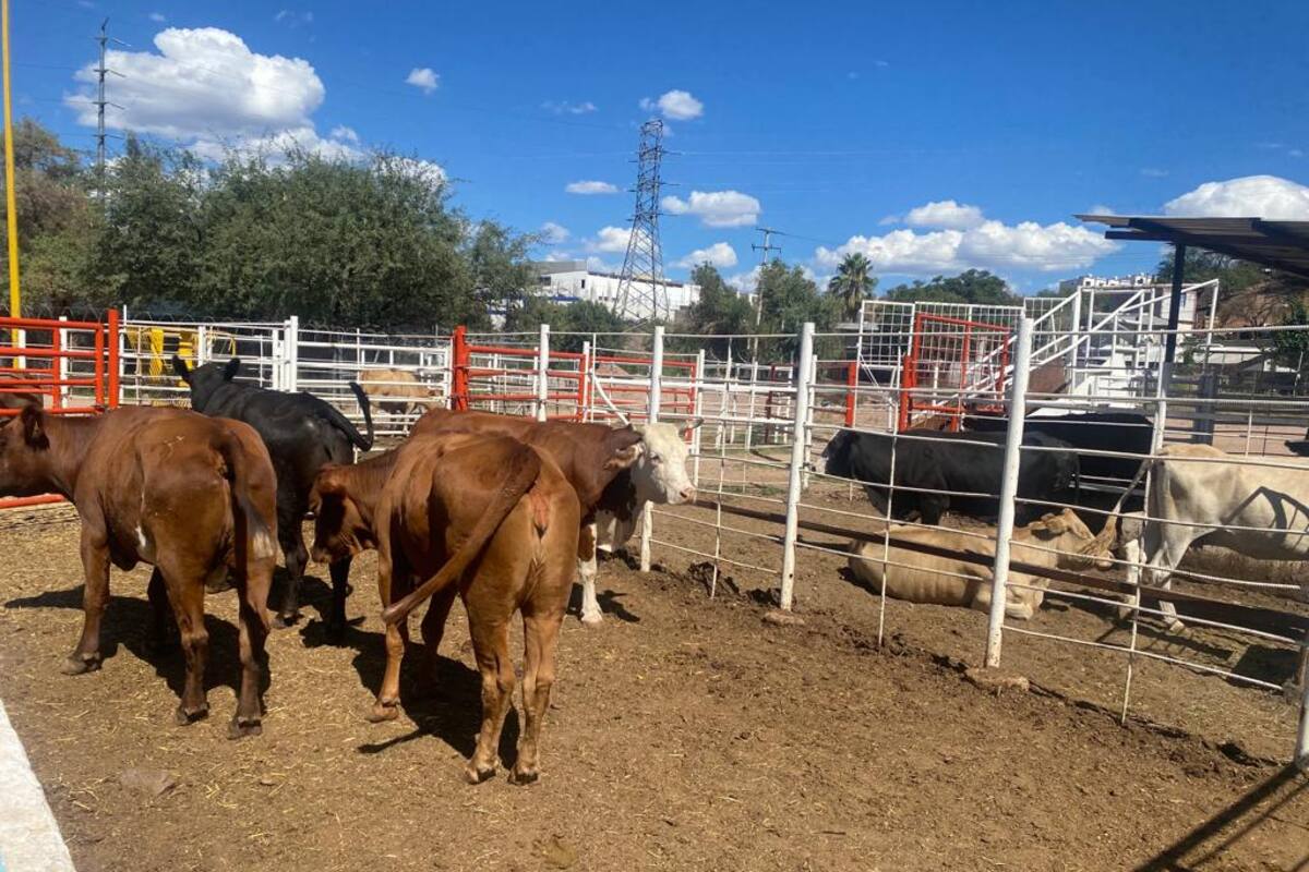 Avanza proceso para reanudar exportaciones de ganado