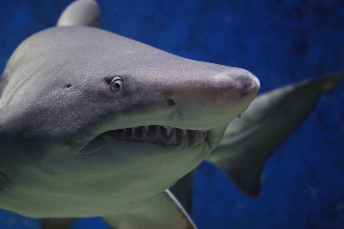 VIDEO: Tiburón blanco lucha por devorar pez gigante