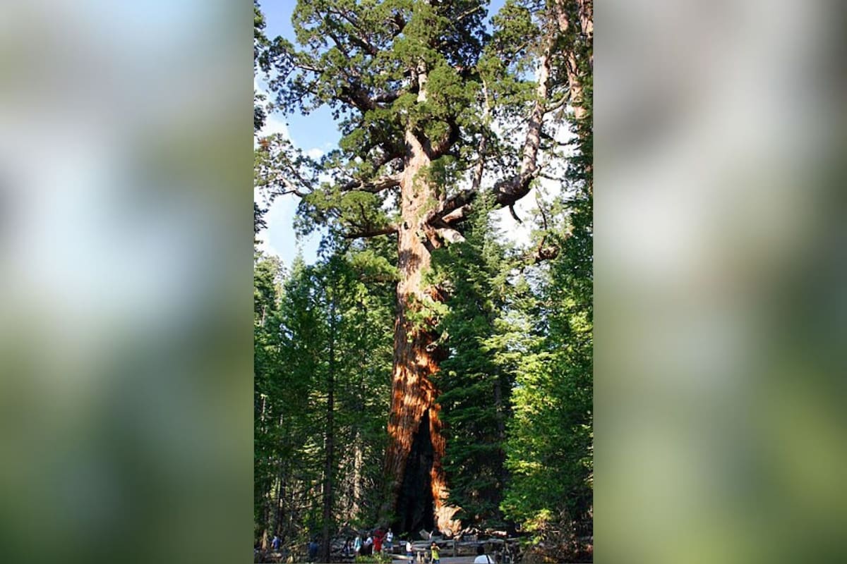Científicos descubren una familia de ardillas en una secuoya de casi 3 mil años