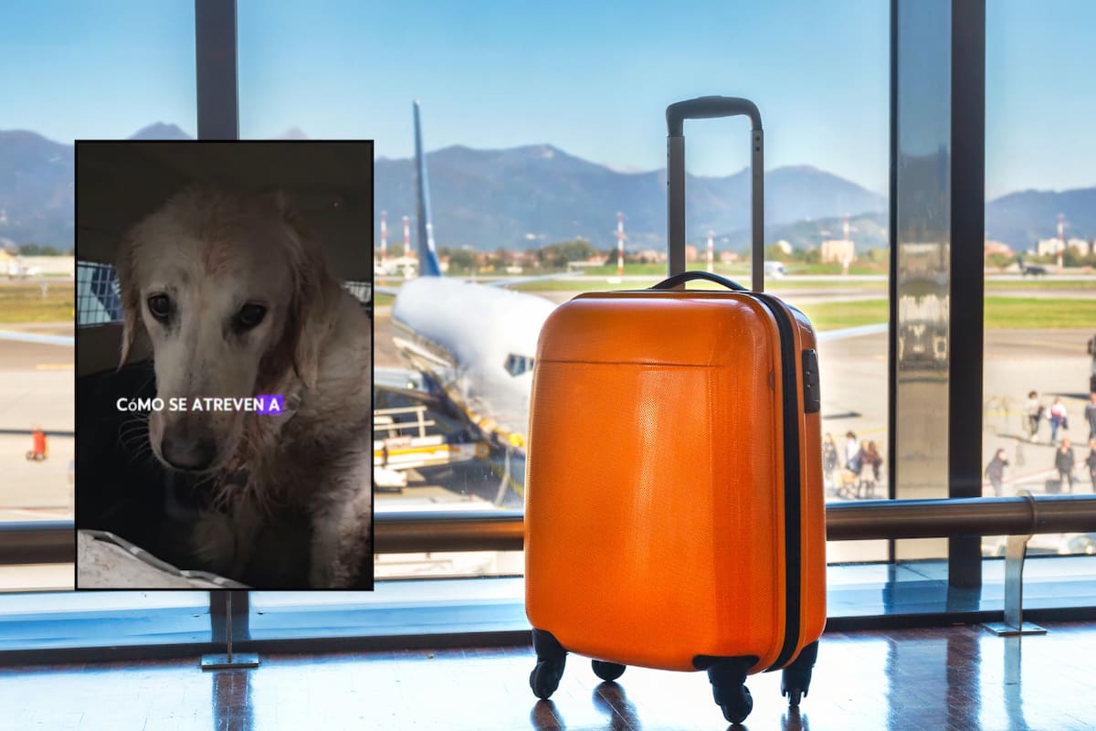 Aeroméxico niega maltrato a Maple, la perrita que llegó herida tras un vuelo a CDMX