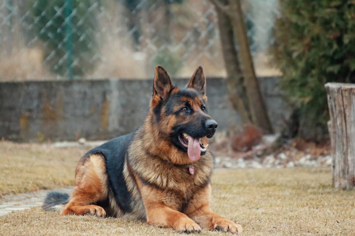 ¿Tu perro tiene miedo? Descubre cómo ayudarlo a superarlo